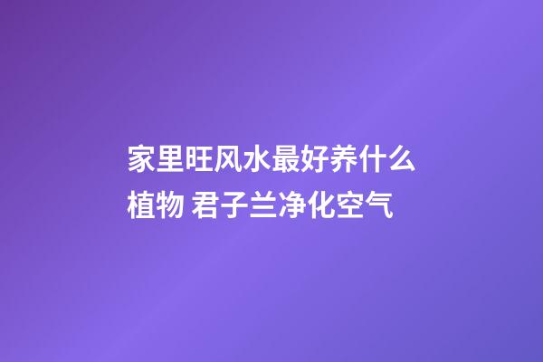 家里旺风水最好养什么植物 君子兰净化空气